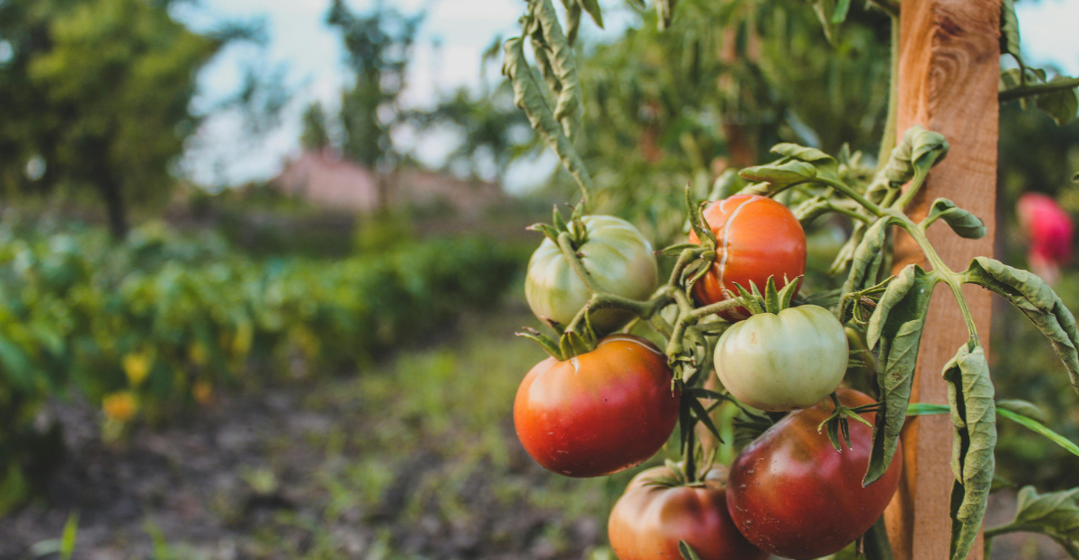Tomatoes Growing